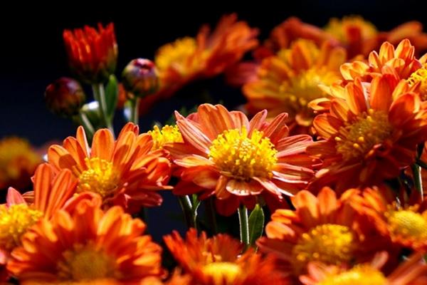 荷兰菊什么时候开花 荷兰菊花期是几月