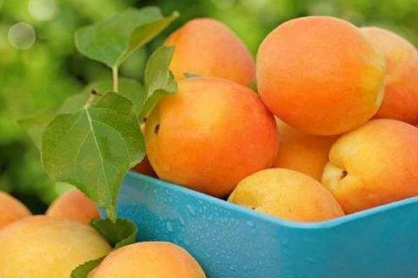 杏子和黄桃的区别是什么 杏的功效与作用