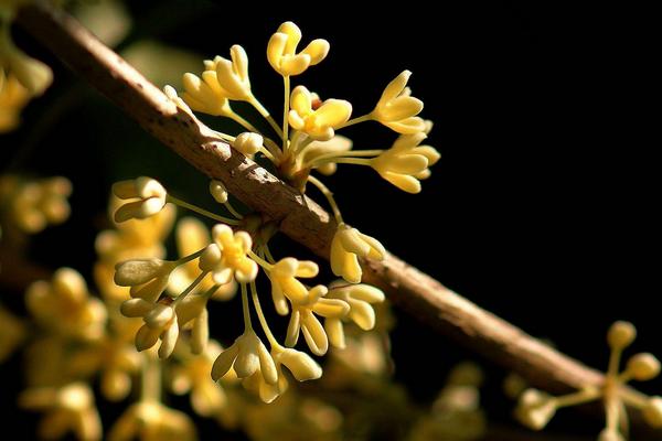 桂花什么时候开（花期是什么季节、几月）桂花有什么功效