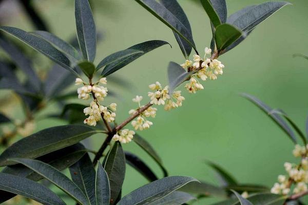 桂花什么时候开（花期是什么季节、几月）桂花有什么功效