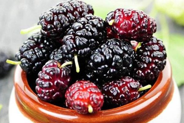 桑葚和树莓的区别是什么 树莓就是桑葚吗