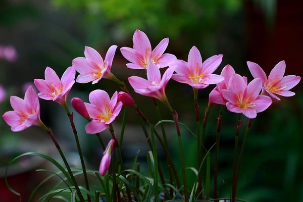 韭菜莲为什么叫风雨花 韭菜莲繁殖方法