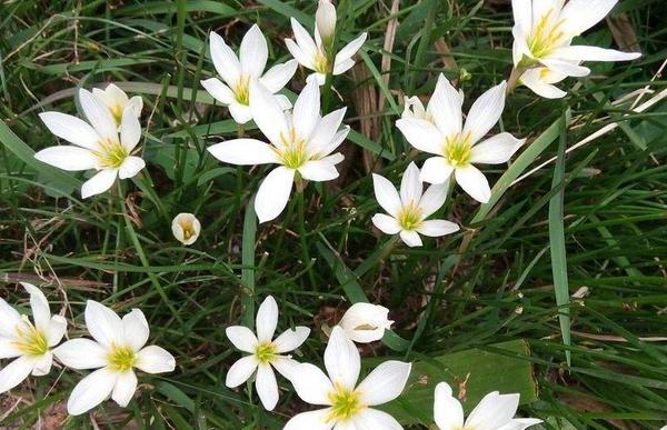 韭菜莲为什么叫风雨花 韭菜莲繁殖方法