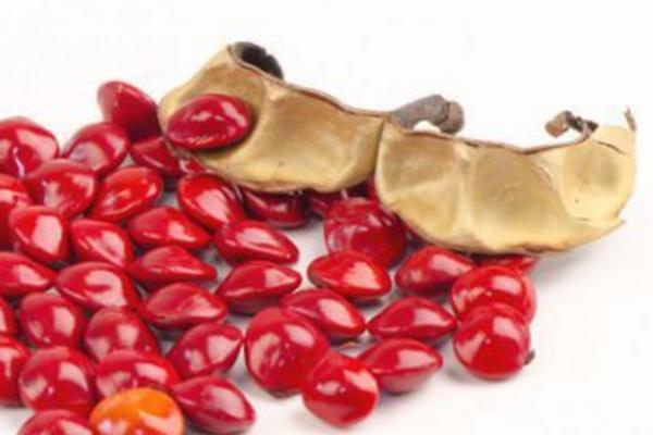 海红豆和相思子的区别是什么 海红豆的种植方法