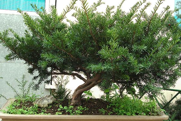 盆栽红豆杉怎么浇水（多久浇一次） 盆栽红豆杉繁殖方法