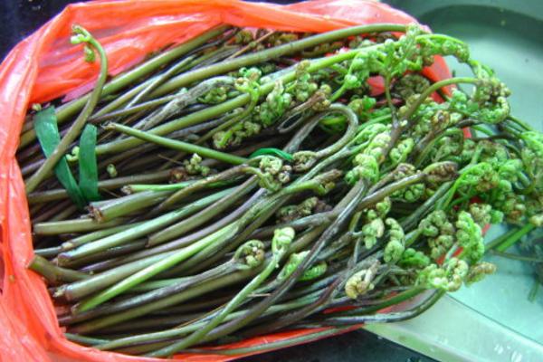 水蕨菜和山蕨菜的区别是什么 水蕨菜有什么营养价值