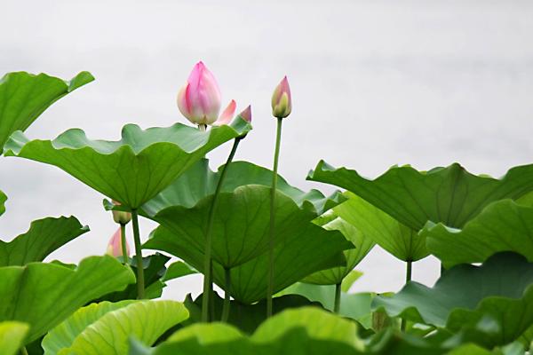 荷花和莲花的区别是什么 荷花有哪些价值