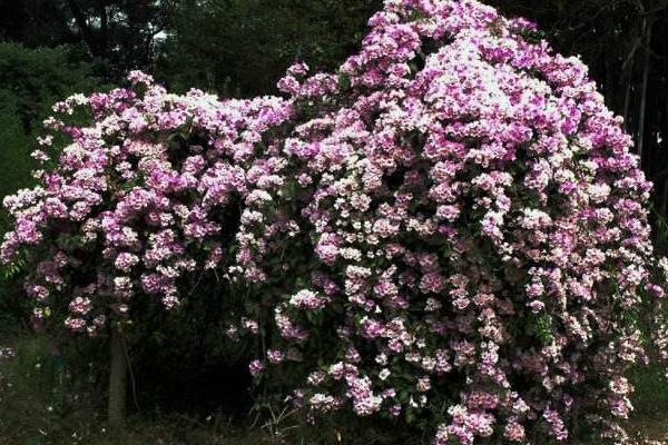 蒜香藤种几年能开花 蒜香藤什么时候开花（几月）