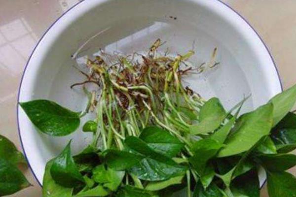 绿萝水培养殖好还是土培盆栽养殖好 绿萝水培的方法