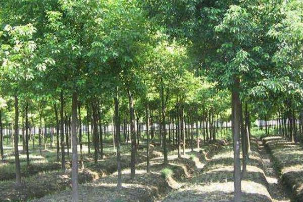 重阳木和秋枫的区别是什么 重阳木的播种方法
