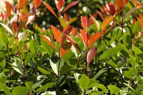 红叶石楠有几个品种 红叶石楠是乔木还是灌木