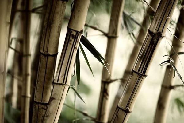 竹子怎么画（简笔画图解步骤） 中国画竹子的名家