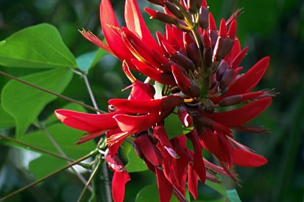 龙牙花、象牙红、鸡冠刺桐的区别是什么 龙牙花的主要价值