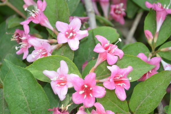 海仙花和锦带花的区别是什么 海仙花的养护方法