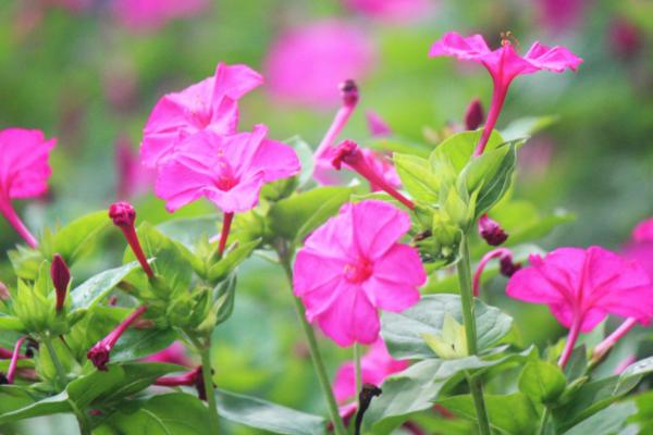 夜来香什么时候开花（几月） 夜来香为什么在晚上开花