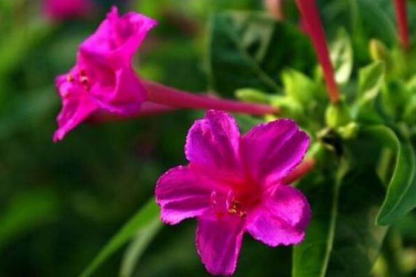 夜来香什么时候开花（几月） 夜来香为什么在晚上开花