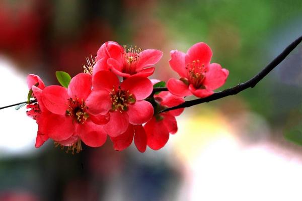 海棠花什么时候开花（几月） 海棠花结果吗