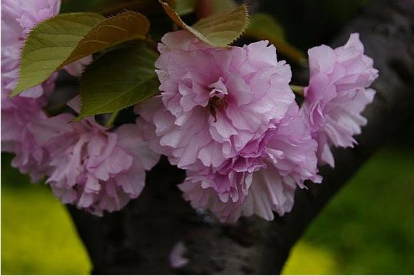 日本晚樱什么时候开花（几月） 日本晚樱怎么扦插繁殖