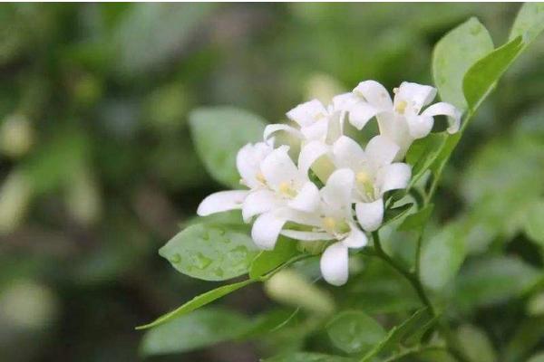 夜来香花有毒吗 夜来香能放在室内卧室吗