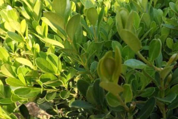 黄杨树种门口对风水有什么作用 黄杨的植物风水特性