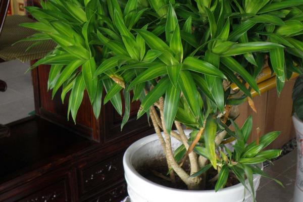 百合竹有毒吗 百合竹能放在室内卧室吗