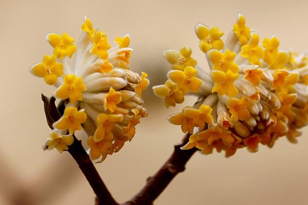 结香花与绿萝花的区别是什么 结香花有什么用