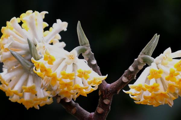 结香花与绿萝花的区别是什么 结香花有什么用