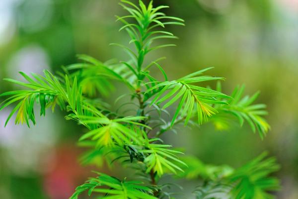 红豆杉几年开花结果 红豆杉怎么吃