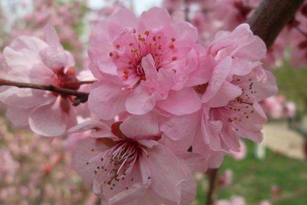 桃花和樱花的区别是什么 桃花是什么颜色