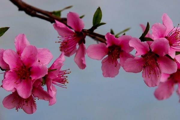 桃花和樱花的区别是什么 桃花是什么颜色