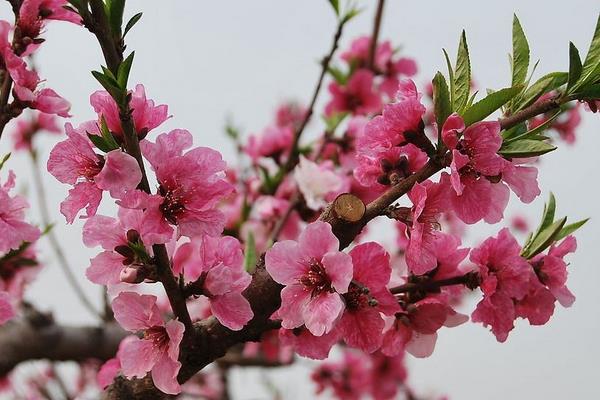 桃花和樱花的区别是什么 桃花是什么颜色