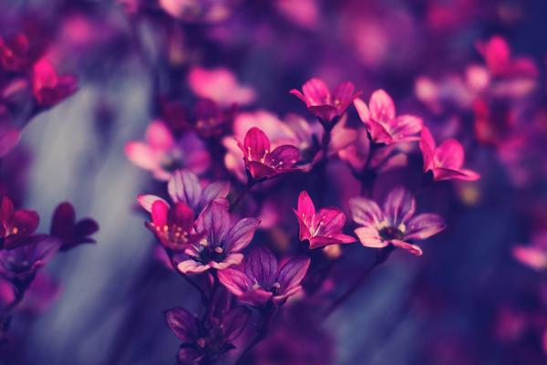 紫罗兰有哪些种类 紫罗兰四季都开花的方法