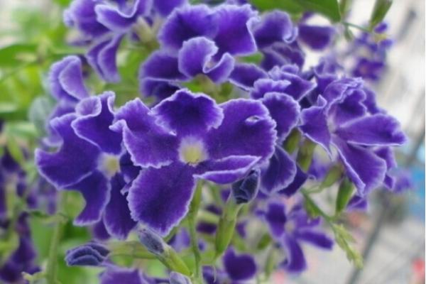 紫罗兰有哪些种类 紫罗兰四季都开花的方法