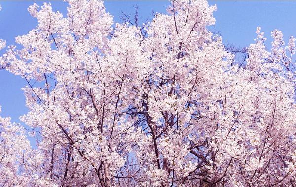 樱花什么时候开（什么季节、几月） 樱花是什么颜色的