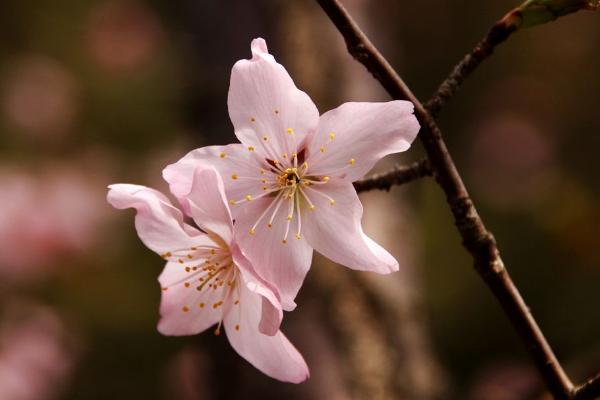 樱花什么时候开（什么季节、几月） 樱花是什么颜色的