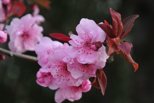 樱花什么时候开（什么季节、几月） 樱花是什么颜色的