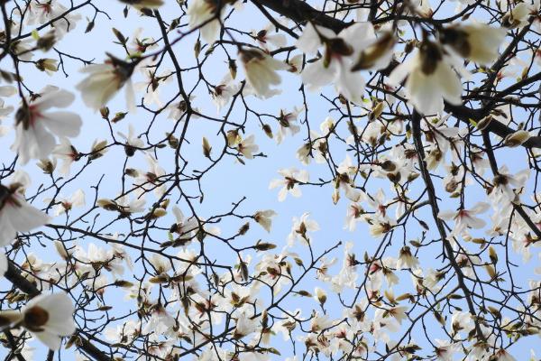 木兰花什么时候开（什么季节、几月） 木兰花的花语