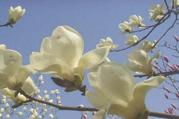 木兰花什么时候开（什么季节、几月） 木兰花的花语