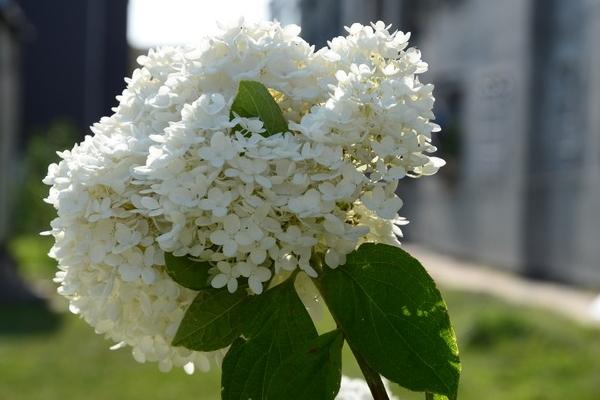 丁香什么时候开花（什么季节、几月） 盆栽丁香的养殖方法和注意事项