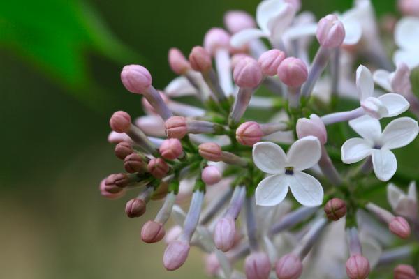 丁香什么时候开花（什么季节、几月） 盆栽丁香的养殖方法和注意事项