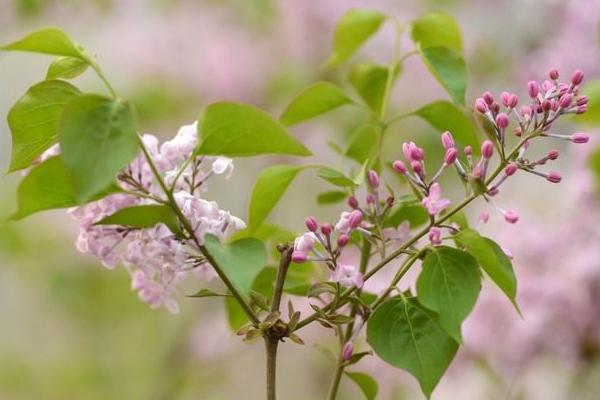 丁香什么时候开花（什么季节、几月） 盆栽丁香的养殖方法和注意事项