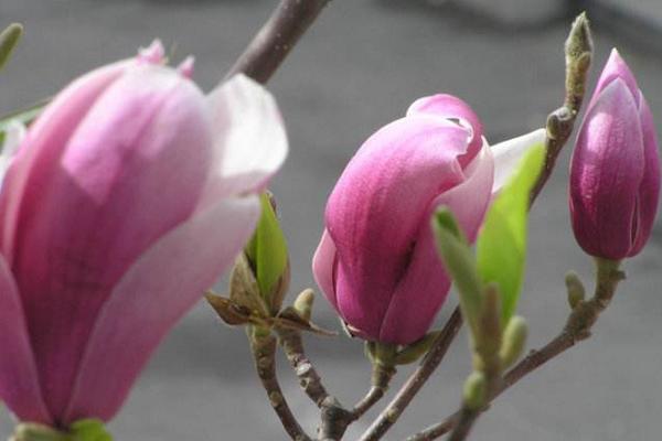 木兰花与玉兰花的区别是什么 木兰花怎么繁殖