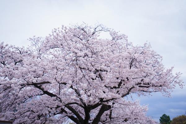 樱花和桃花的区别是什么（图解） 樱花怎么种
