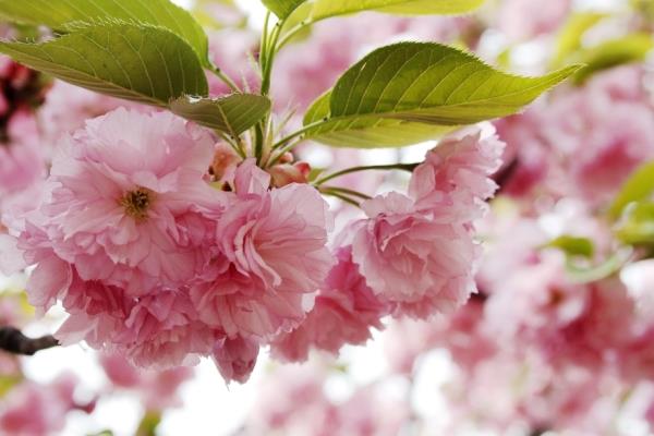 樱花和桃花的区别是什么（图解） 樱花怎么种