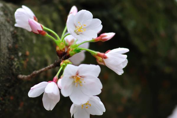 樱花和桃花的区别是什么（图解） 樱花怎么种