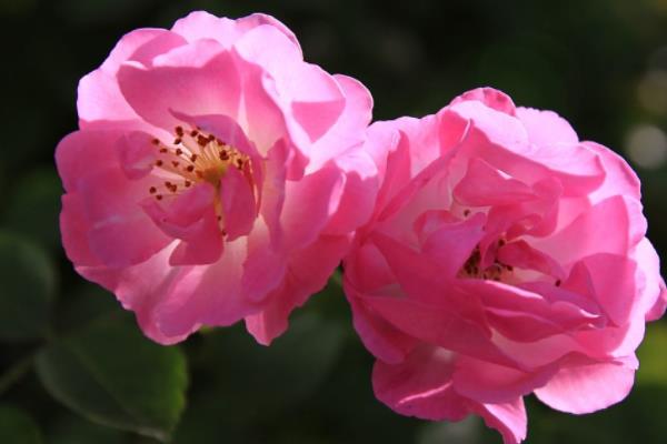 蔷薇花什么时候开花（几月） 蔷薇花的开花条件是什么