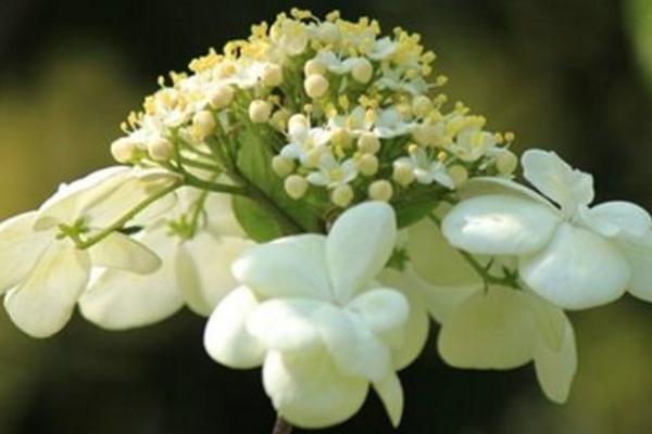 琼花和绣球花的区别是什么 琼花的养殖方法和注意事项