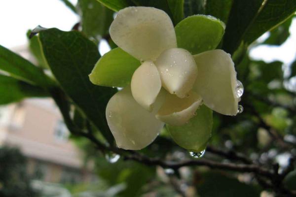 夜合花和百合花的区别是什么 夜合花花语及寓意