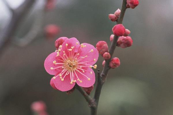 梅花和腊梅的区别是什么 梅花的品种