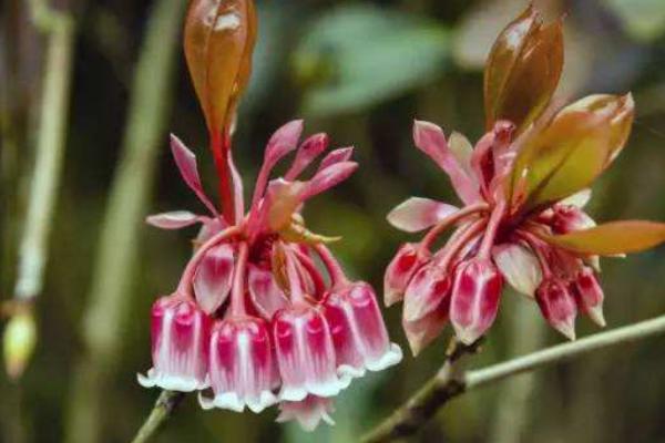 倒挂金钟什么时候开花（什么季节、几月） 倒挂金钟的花语是什么